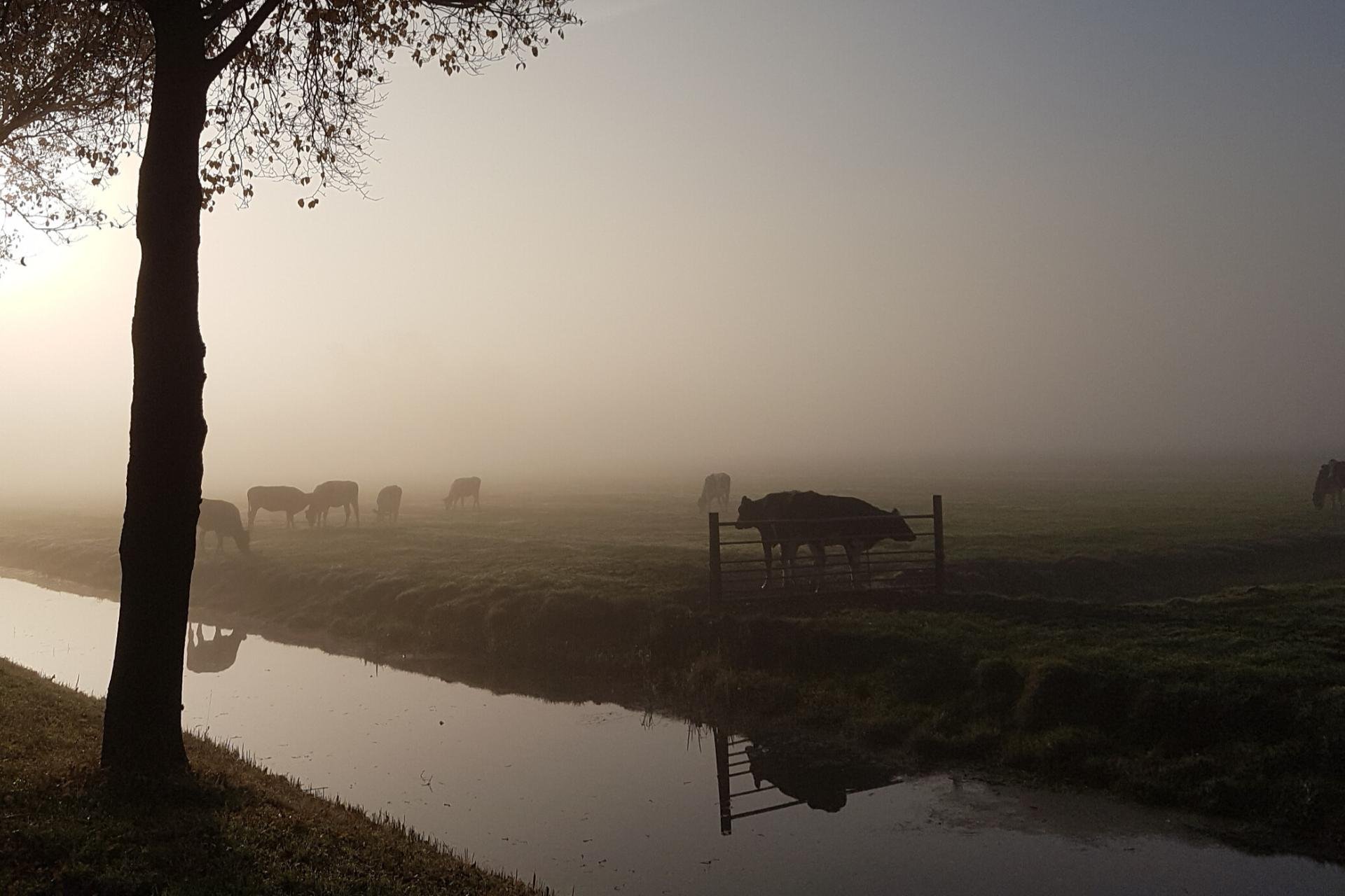 Opkomende zon en mist over De Purmer met koeien in de wei