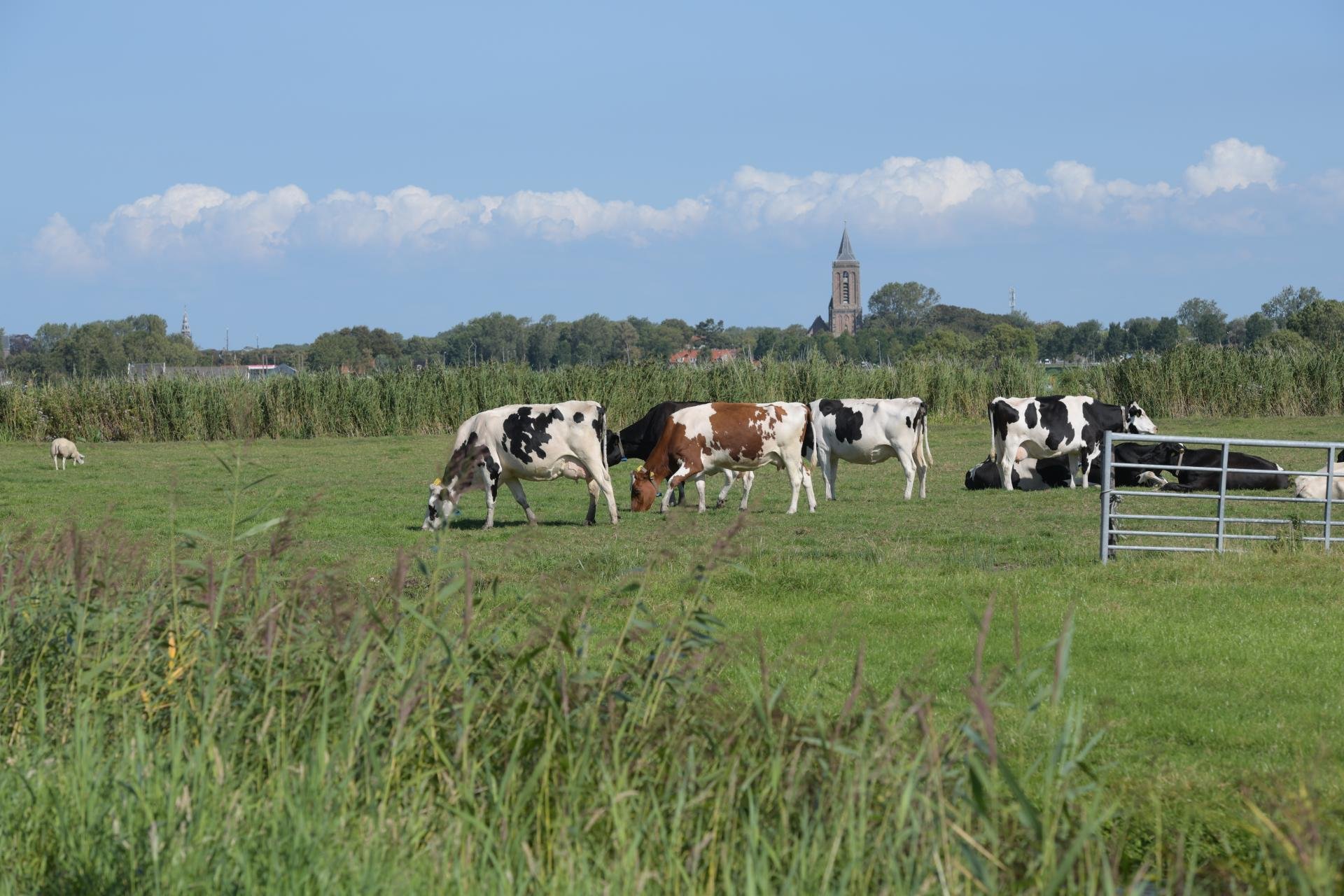 Koeien in de weide met zicht op Monnickendam